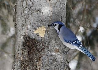 20 Things You Didn’t Know About Your Backyard Birds