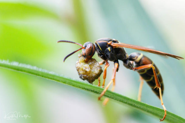 Wasp